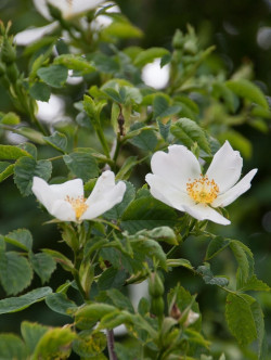 rosier-des-champs-rosa-arvensis.jpg