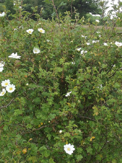 rosier-des-champs-rosa-arvensis-1.jpg