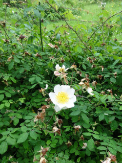 rosier-des-champs-rosa-arvensis-2.jpg