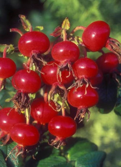 ROSA rugosa