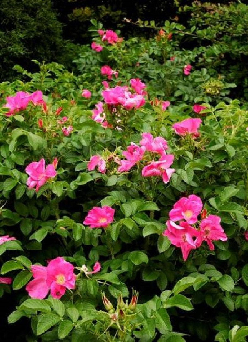 ROSA rugosa