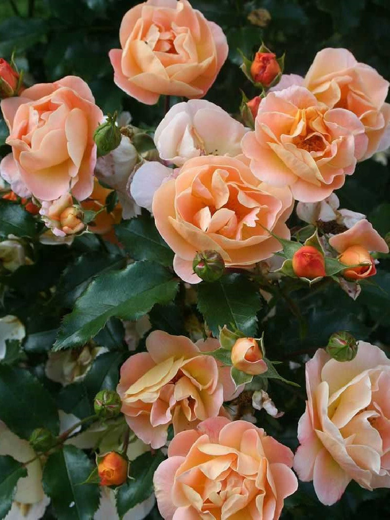 ROSIER CALIZIA