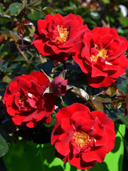 ROSIER VESUVIA