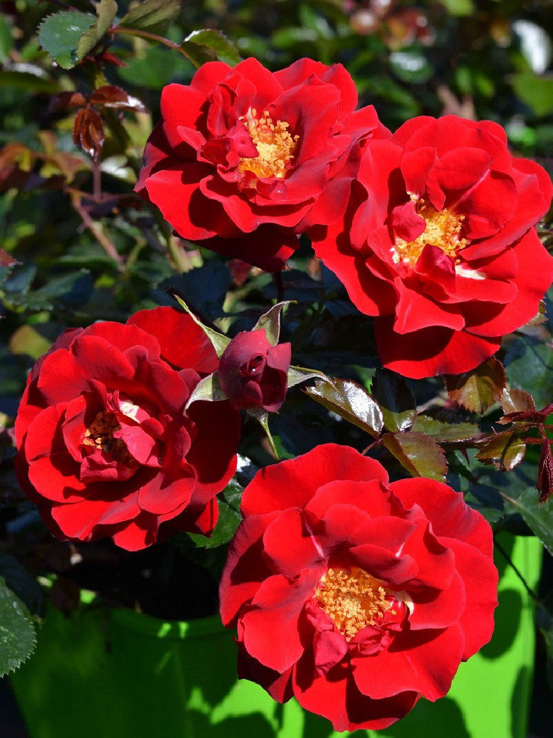 ROSIER VESUVIA