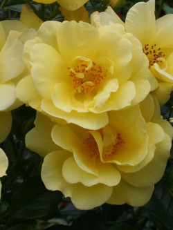 ROSIER SUNEVA
