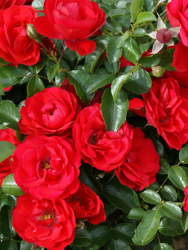 ROSIER KADORA