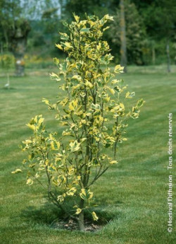 LIRIODENDRON tulipifera AUREOMARGINATUM