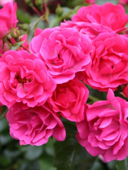 rosier-grimpant-emera-rosa-emera.jpg