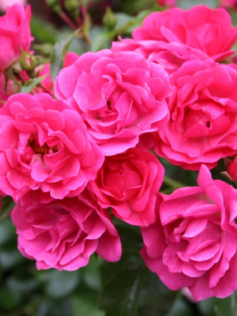 rosier-grimpant-emera-rosa-emera.jpg