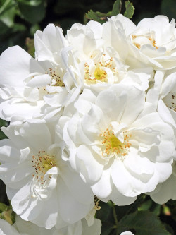 rosier-paysager-opalia-rosa-opalia.jpg