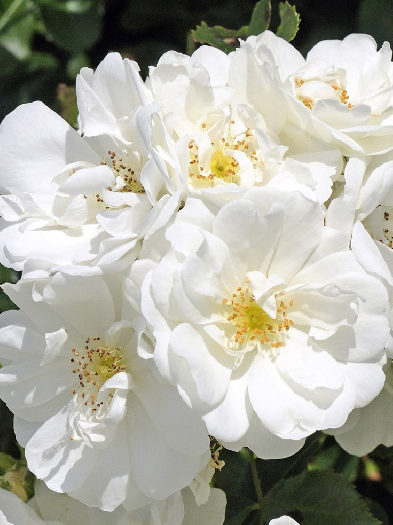 rosier-paysager-opalia-rosa-opalia.jpg