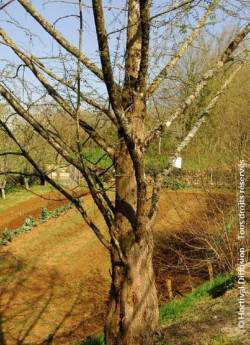 METASEQUOIA glyptostroboides