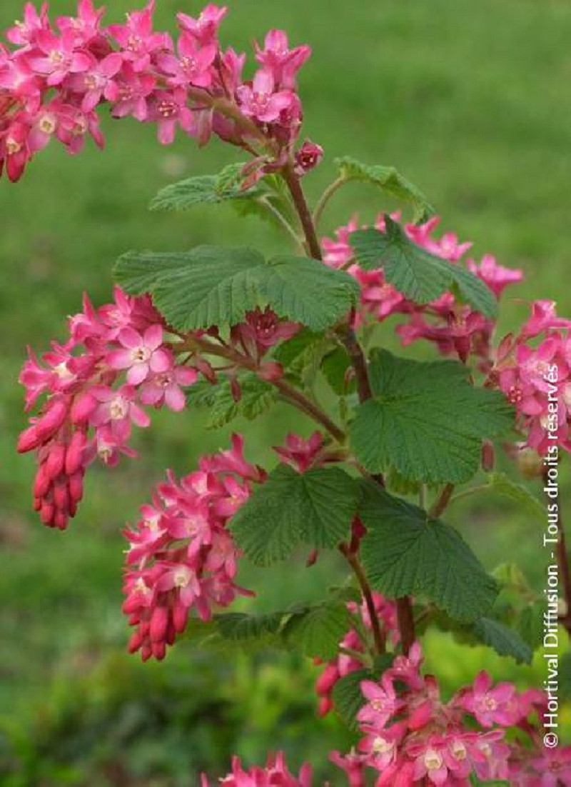 RIBES sanguineum PULBOROUGH SELECT
