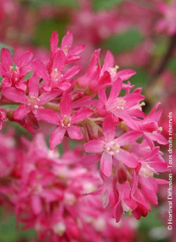 RIBES sanguineum PULBOROUGH SELECT