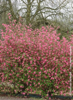 RIBES sanguineum PULBOROUGH SELECT