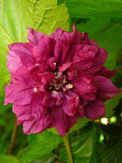 framboisier-du-pacifique-double-rubus-spectabilis-flore-pleno.jpg