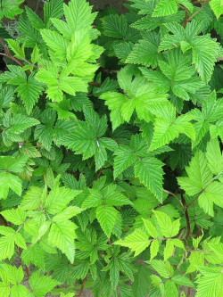 framboisier-du-pacifique-double-rubus-spectabilis-flore-pleno-1.jpg