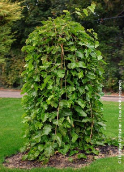 MORUS alba PENDULA
