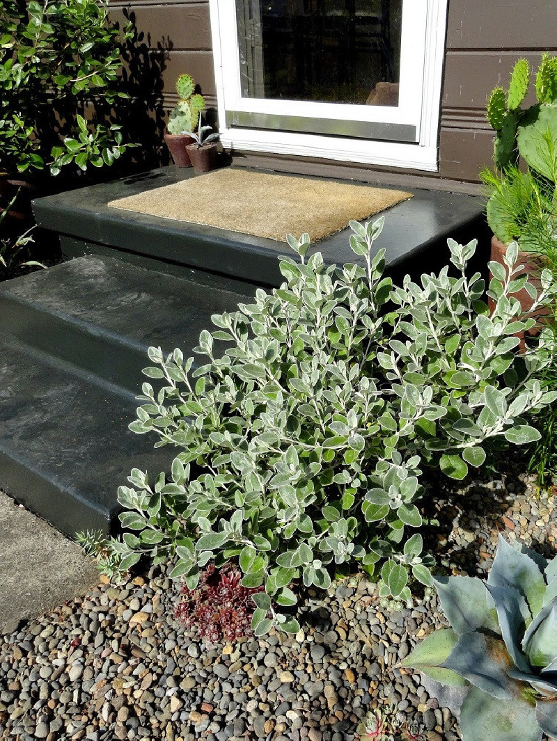 SENECIO greyi