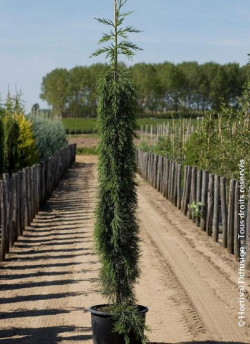 SEQUOIADENDRON giganteum PENDULUM En pot de 15-20 litres