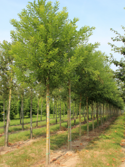 SOPHORA japonica