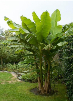MUSA basjoo