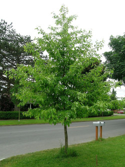 NYSSA sylvatica