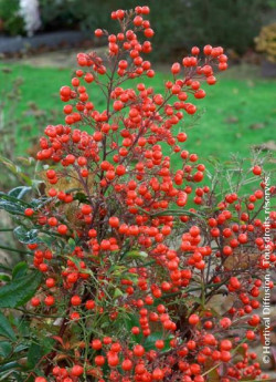 NANDINA domestica