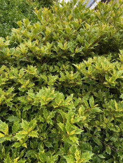 OSMANTHUS heterophyllus TRICOLOR ou GOSHIKI