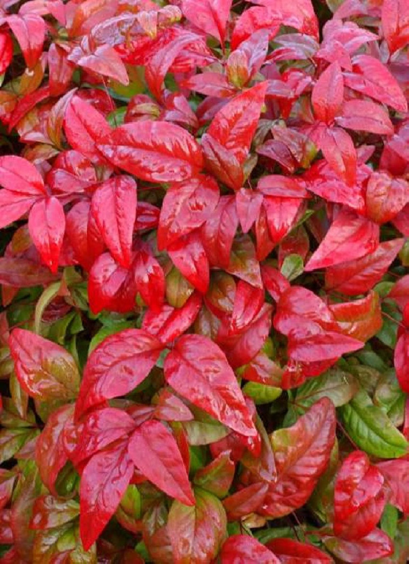 NANDINA domestica FIRE POWER
