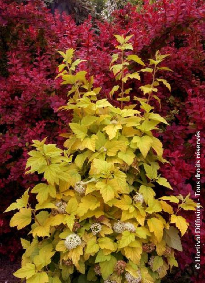 PHYSOCARPUS opulifolius ANGEL GOLD