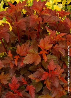 PHYSOCARPUS opulifolius DIABLE D'OR