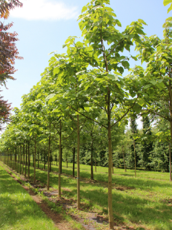 PAULOWNIA tomentosa