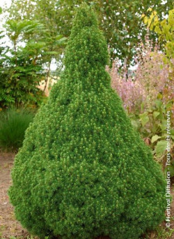 PICEA glauca CONICA