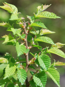 orme-champetre-jacqueline-hillier-ulmus-minor-jacqueline-hillier.jpg