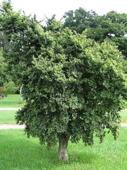 orme-champetre-jacqueline-hillier-ulmus-minor-jacqueline-hillier-1.jpg