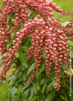 PIERIS japonica VALLEY VALENTINE