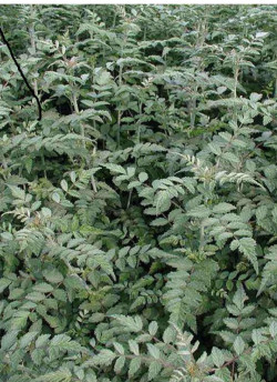 ronce-du-tibet-rubus-thibetanus.jpg
