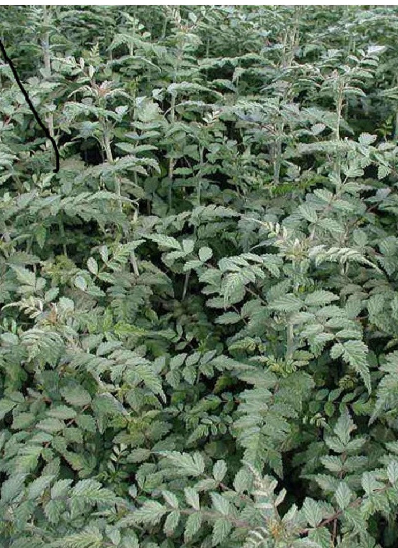 ronce-du-tibet-rubus-thibetanus.jpg