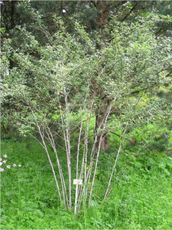 ronce-du-tibet-rubus-thibetanus-2.jpg