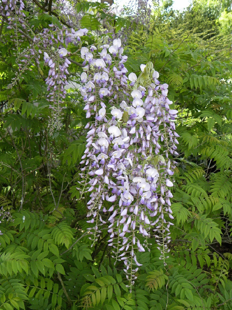 WISTERIA floribunda