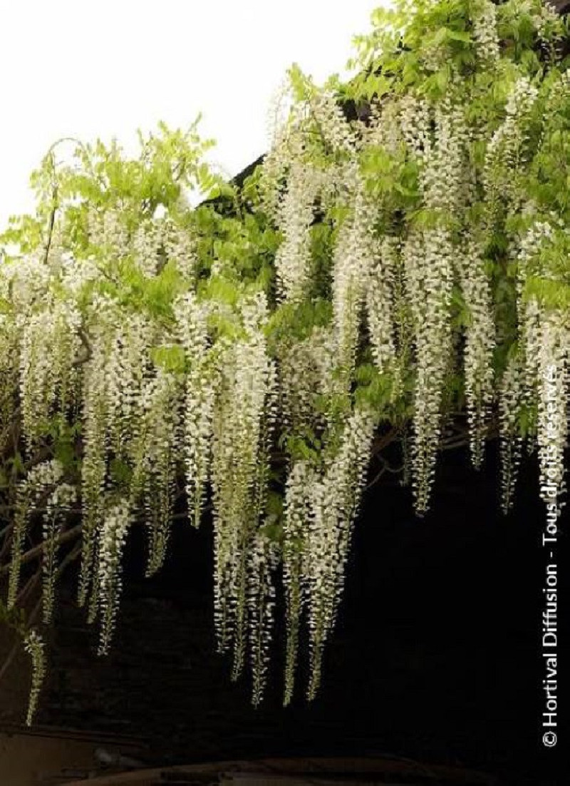 WISTERIA floribunda