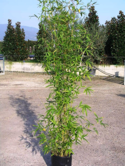 PHYLLOSTACHYS AUREA