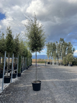 QUERCUS ilex