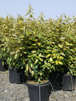 ELAEAGNUS ebbingei LIMELIGHT