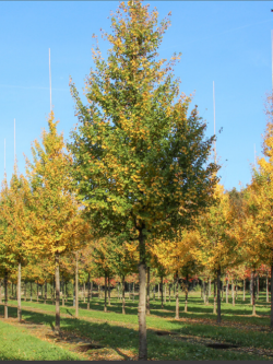 ACER ELSRIJK