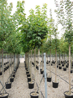 ACER platanoides GLOBOSUM En pot de 35-50 litres tige hauteur du tronc 190-210 cm circonférence du tronc 12-14 cm
