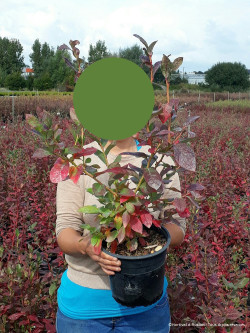 MYRTILLE DES JARDINS PATRIOT En pot de 4-5 litres