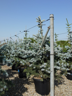 epicea-du-colorado-hoopsii-picea-pungens-hoopsii-2.jpg