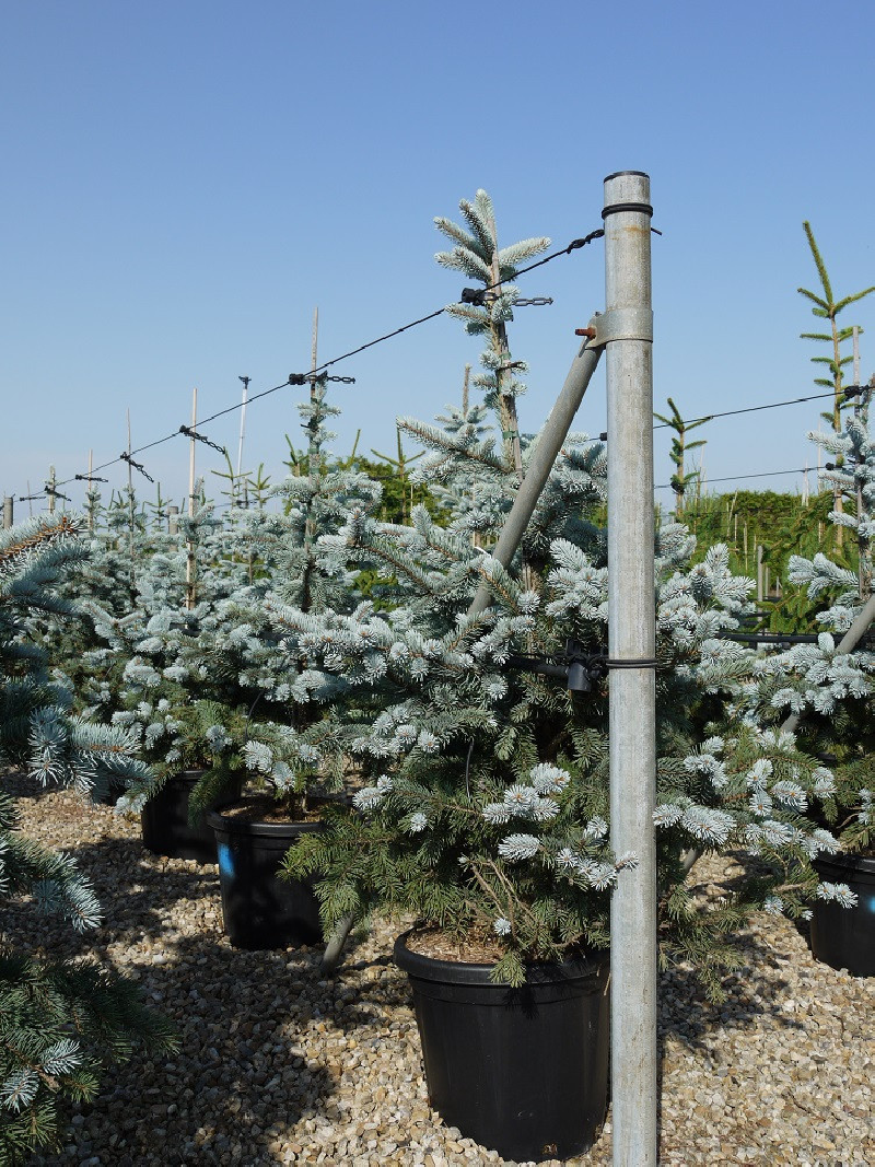 epicea-du-colorado-hoopsii-picea-pungens-hoopsii-2.jpg